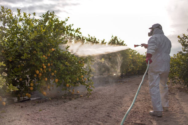 Best Bird Control  in Lincoln Village, CA