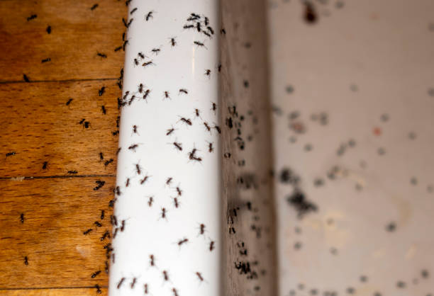Best Pest Prevention Services  in Lincoln Village, CA
