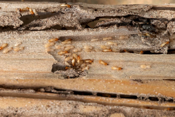 Best Pest Removal Services  in Lincoln Village, CA