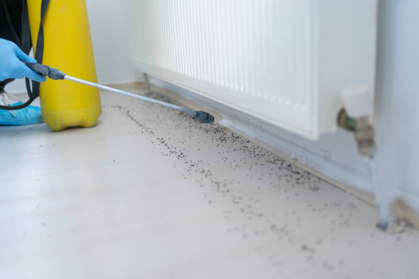 Best Pest Control Near Me  in Lincoln Village, CA